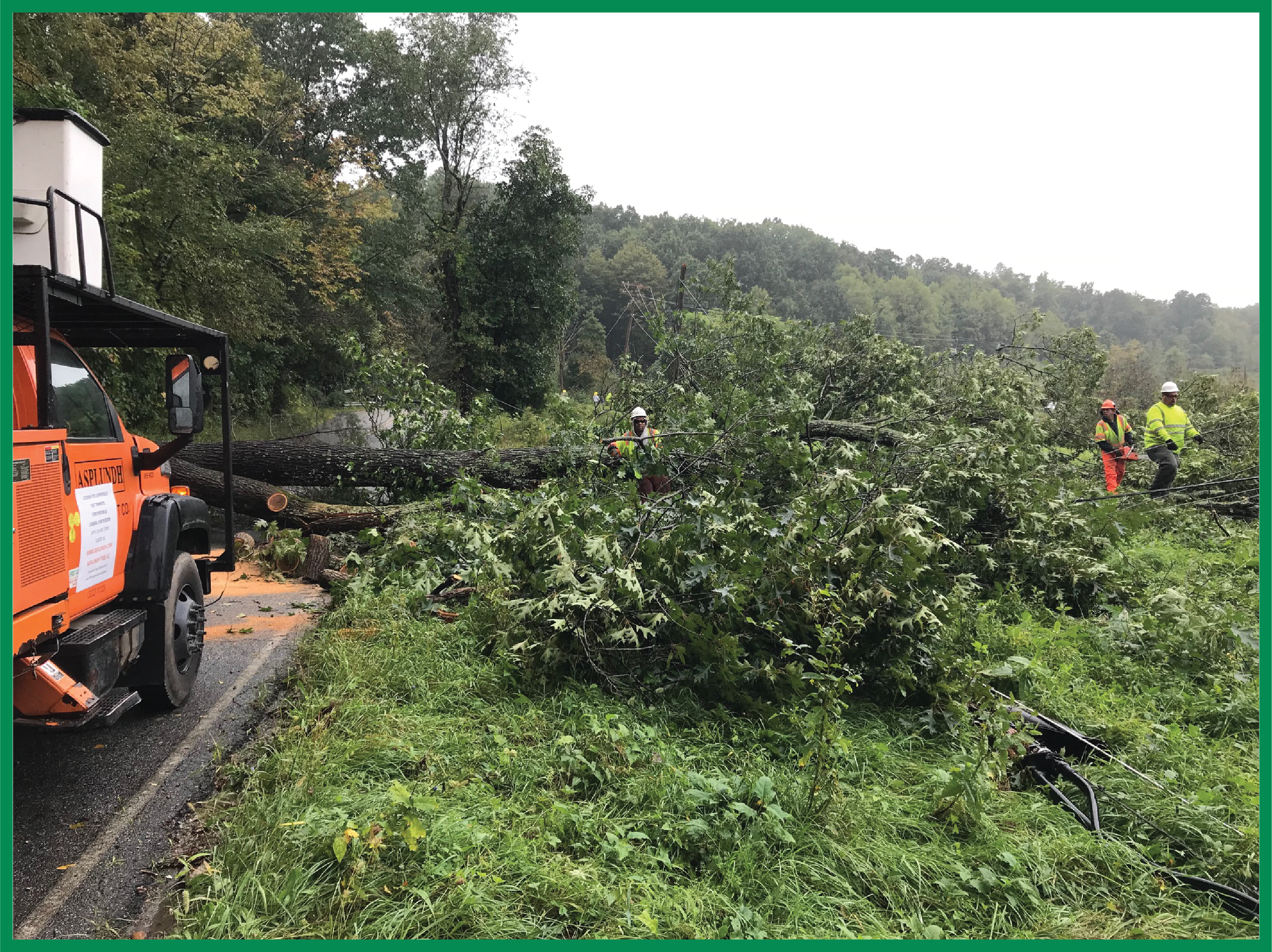 Tree Management | SussexREC